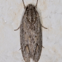 Agriophara (genus) (A concealer moth) at Melba, ACT - 3 Mar 2022 by kasiaaus