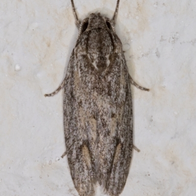 Agriophara (genus) (A concealer moth) at Melba, ACT - 3 Mar 2022 by kasiaaus
