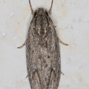 Agriophara (genus) at Melba, ACT - 4 Mar 2022