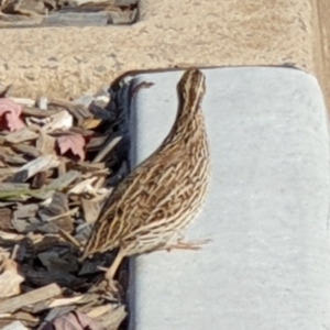 Coturnix pectoralis at Macquarie, ACT - 12 Apr 2022 02:33 PM