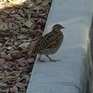 Coturnix pectoralis at Macquarie, ACT - 12 Apr 2022 02:33 PM