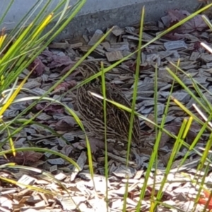 Coturnix pectoralis at Macquarie, ACT - 12 Apr 2022