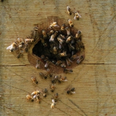Apis mellifera (European honey bee) at Wanniassa Hills Open Space - 12 Apr 2022 by RodDeb