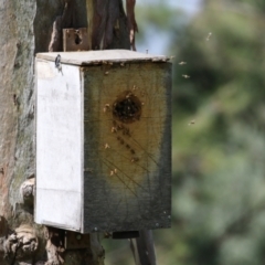 Apis mellifera at Wanniassa, ACT - 12 Apr 2022