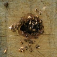 Apis mellifera at Wanniassa, ACT - 12 Apr 2022 12:48 PM