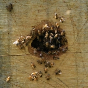 Apis mellifera at Wanniassa, ACT - 12 Apr 2022