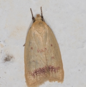 Heteroteucha occidua at Melba, ACT - 4 Mar 2022 10:29 PM