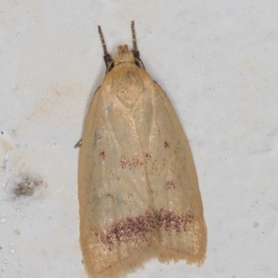 Heteroteucha occidua (A concealer moth (Wingia group)) at Melba, ACT - 4 Mar 2022 by kasiaaus