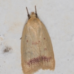 Heteroteucha occidua (A concealer moth) at Melba, ACT - 4 Mar 2022 by kasiaaus