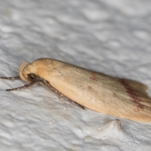 Heteroteucha occidua at Melba, ACT - 4 Mar 2022 10:29 PM