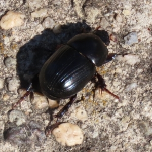 Heteronychus arator at Wanniassa, ACT - 12 Apr 2022