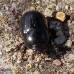 Heteronychus arator at Wanniassa, ACT - 12 Apr 2022