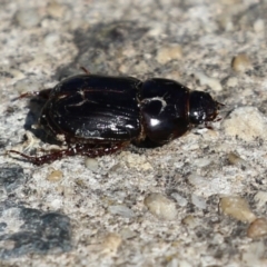 Heteronychus arator at Wanniassa, ACT - 12 Apr 2022