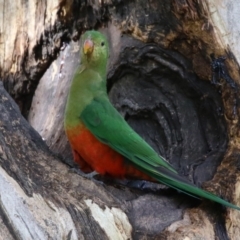Alisterus scapularis (Australian King-Parrot) at Wanniassa, ACT - 12 Apr 2022 by RodDeb