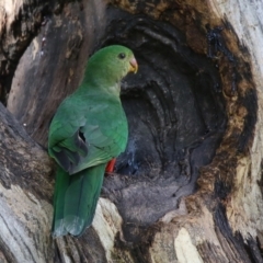 Alisterus scapularis at Wanniassa, ACT - 12 Apr 2022