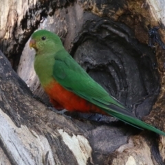 Alisterus scapularis at Wanniassa, ACT - 12 Apr 2022