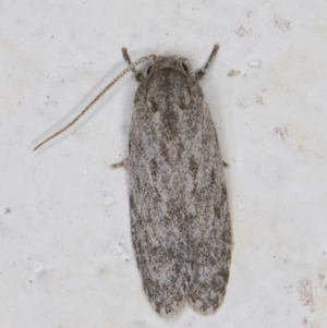 Agriophara cinderella at Melba, ACT - 4 Mar 2022 12:10 AM