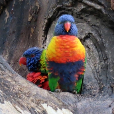 Trichoglossus moluccanus (Rainbow Lorikeet) at Wanniassa, ACT - 12 Apr 2022 by RodDeb