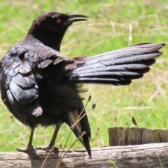 Corcorax melanorhamphos (White-winged Chough) at Macarthur, ACT - 12 Apr 2022 by RodDeb