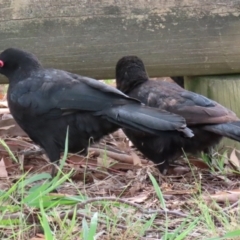 Corcorax melanorhamphos at Macarthur, ACT - 12 Apr 2022 12:26 PM