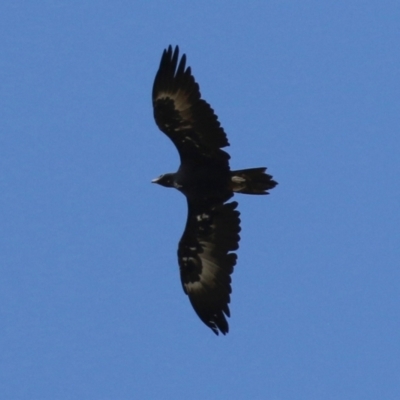 Aquila audax (Wedge-tailed Eagle) at Wanniassa, ACT - 12 Apr 2022 by RodDeb