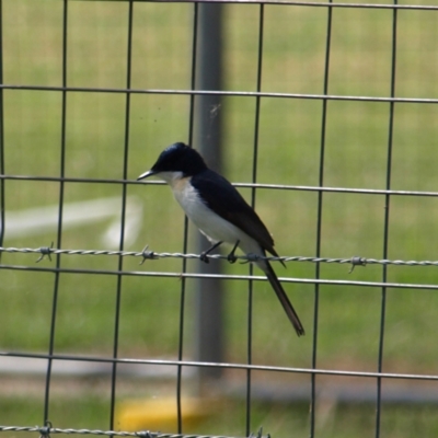 Myiagra inquieta (Restless Flycatcher) at Fyshwick, ACT - 12 Apr 2022 by MatthewFrawley