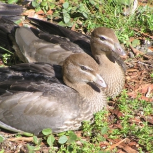 Chenonetta jubata at Acton, ACT - 12 Apr 2022 02:15 PM