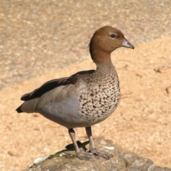 Chenonetta jubata at Acton, ACT - 12 Apr 2022 02:15 PM