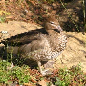 Chenonetta jubata at Acton, ACT - 12 Apr 2022 02:15 PM