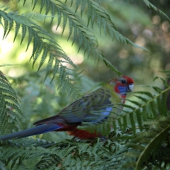 Platycercus elegans (Crimson Rosella) at ANBG - 12 Apr 2022 by MatthewFrawley