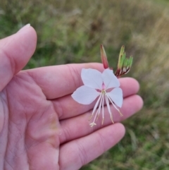 Oenothera lindheimeri (Clockweed) at Pialligo, ACT - 7 Mar 2022 by EmilySutcliffe