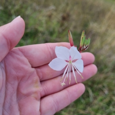 Oenothera lindheimeri (Clockweed) at Pialligo, ACT - 6 Mar 2022 by EmilySutcliffe