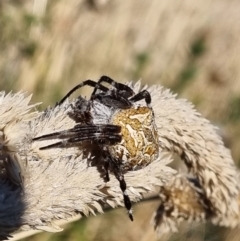 Backobourkia (genus) (An orb weaver) at Jerrabomberra, ACT - 11 Mar 2022 by EmilySutcliffe