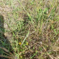 Acrida conica (Giant green slantface) at Jerrabomberra Grassland - 21 Mar 2022 by EmilySutcliffe