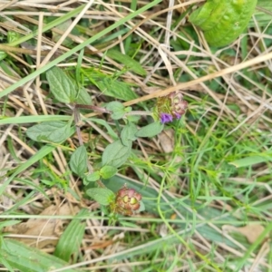 Prunella vulgaris at Jerrabomberra, ACT - 24 Mar 2022