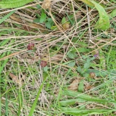 Prunella vulgaris at Jerrabomberra, ACT - 24 Mar 2022