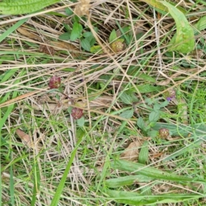 Prunella vulgaris at Jerrabomberra, ACT - 24 Mar 2022