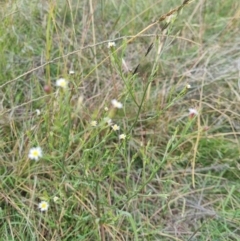 Symphyotrichum subulatum (Wild Aster, Bushy Starwort) at Jerrabomberra Grassland - 25 Mar 2022 by EmilySutcliffe