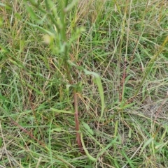 Symphyotrichum subulatum at Jerrabomberra, ACT - 25 Mar 2022