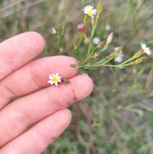 Symphyotrichum subulatum at Jerrabomberra, ACT - 25 Mar 2022