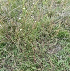 Symphyotrichum subulatum at Jerrabomberra, ACT - 25 Mar 2022