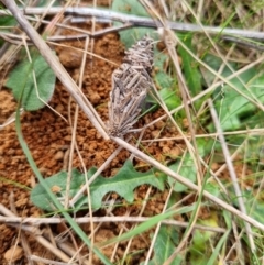 Oiketicus sp. (genus) (A case moth) at Jerrabomberra, ACT - 30 Mar 2022 by EmilySutcliffe