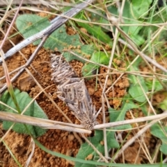 Oiketicus sp. (genus) at Jerrabomberra, ACT - 30 Mar 2022