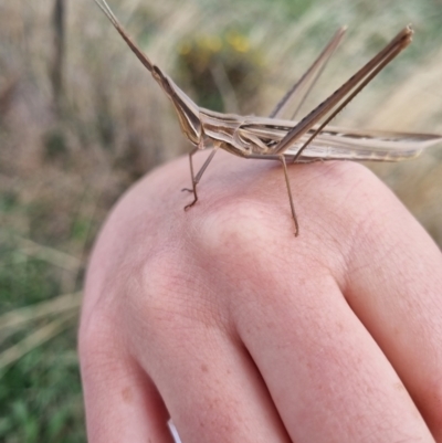 Acrida conica (Giant green slantface) at Jerrabomberra, ACT - 30 Mar 2022 by EmilySutcliffe