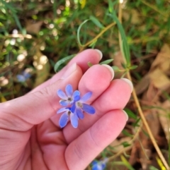 Billardiera heterophylla (Western Australian Bluebell Creeper) at Wanniassa, ACT - 5 Apr 2022 by EmilySutcliffe