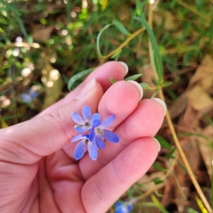 Billardiera heterophylla at Wanniassa, ACT - 5 Apr 2022