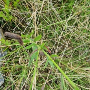 Oenothera lindheimeri at Pialligo, ACT - 7 Mar 2022