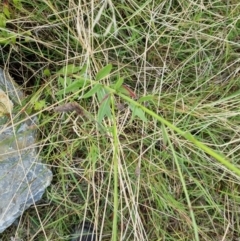 Oenothera lindheimeri at Pialligo, ACT - 7 Mar 2022
