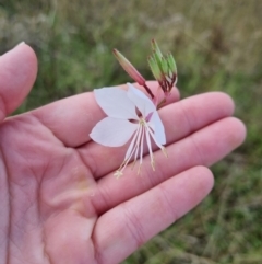 Oenothera lindheimeri at Pialligo, ACT - 7 Mar 2022