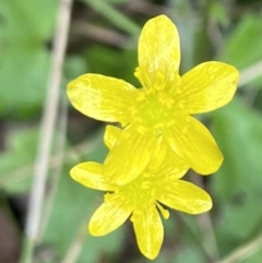 Ranunculus amphitrichus (Small River Buttercup) at Lower Cotter Catchment - 30 Mar 2022 by RAllen